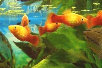 Akvarijske ribe za začetnike - lepe in enostavne za vzdrževanje