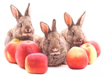 ¿Puedo dar manzanas a los conejos?