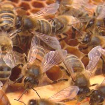 Bacphous bees: opis pasme, njihove značilnosti, pregledi
