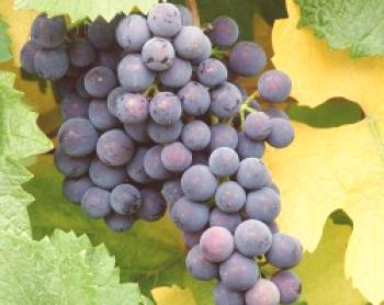 Nepokrite sorte grozdja