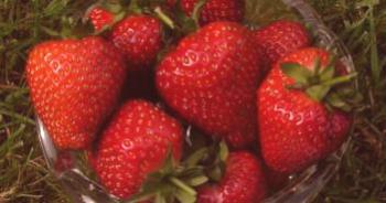 Reparación de haya de fresa: las mejores variedades para Siberia, la franja media