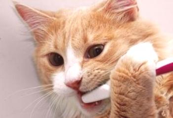 ¿Por qué un gato huele de su boca, huele a esturión de la boca de un gato?