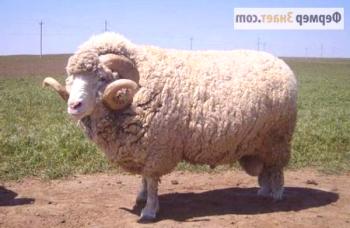 Cría de razas de ovejas merinas