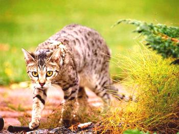 Gato de la sabana (foto): guepardo humilde y cariñoso