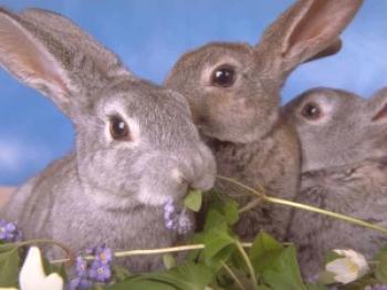 Razas para la cría de conejos - que criar a elegir