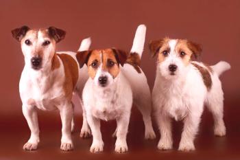 Jack Russell Terrier (foto) - raza alegre de perro de la película 
