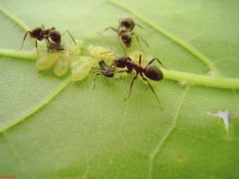 Как да се отървем от мравки в градината за добро?