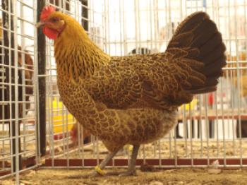 Češka zlata pasma piščancev: opis, opis, fotografije in ocene