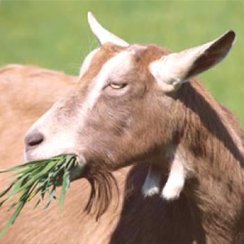 Toggenburg raza de cabras: descripción, rendimiento, foto