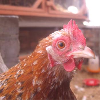 На колко години живеят пилетата - влиянието на породата, субстанцията и дажбата