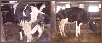 Tratamiento de la endometritis en vacas a domicilio.