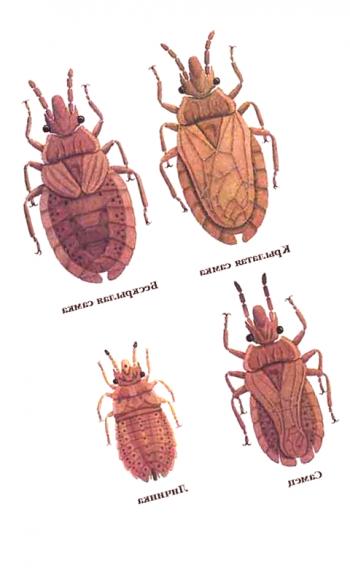 Variedad de insectos forestales, especies, características.