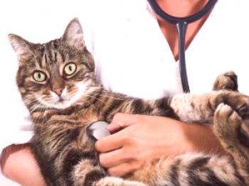 ¿Qué alimentar a un gato esterilizado?