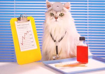 Čelna črta za mačke: Vse o zdravilih iz klopov in bolh