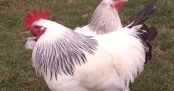 Adler Silver Chicken Breed: Característica