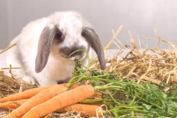 Kaj nahraniti zajca po rombu in pred njim
