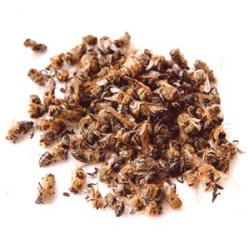 Sudor de abejas: buenas y malas como tomar propiedades curativas.