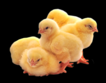 Krma za piščance z lastnimi rokami: zaloge in recepti