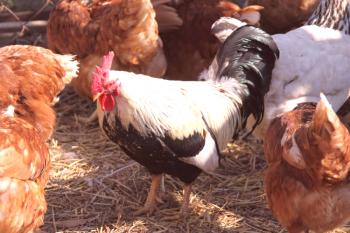 TOP-10 mejores razas de pollos de carne y huevo en dirección: características y fotos.
