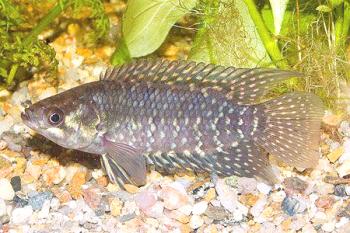 Ktenopoma: las características de cuidar de un pez inusual