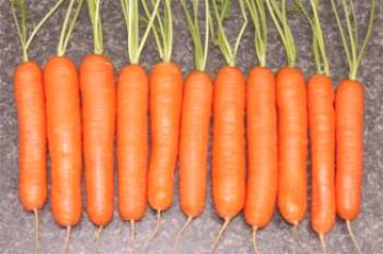 Semillas de zanahorias: las mejores variedades para suelo abierto, cómo plantar.