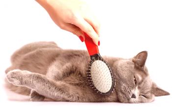 Peine, fudder, cepillo de gatos: cómo elegir el adecuado