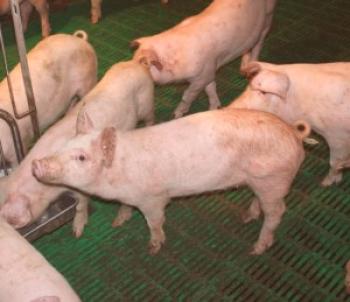 El tratamiento más rápido para piojos y piojos en cerdos.