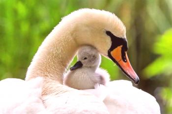 Un par de datos interesantes sobre los cisnes blancos y su descripción con hermosas fotos.