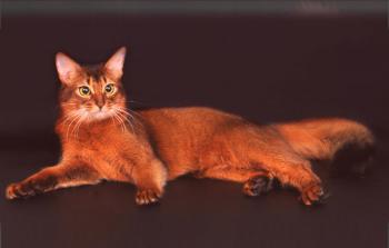 Somalska mačka: opis in značaj pasme, osnove oskrbe, fotografija