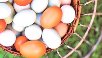 Categorías de huevos de gallina - Cómo determinar