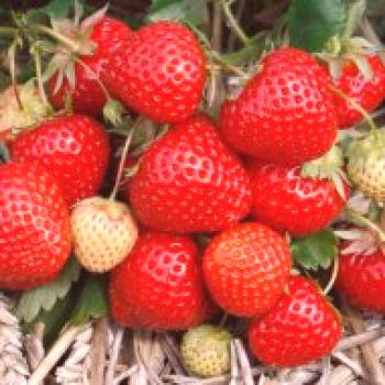 Биологични характеристики на ягодите