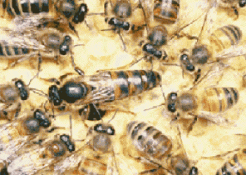 Apicultura y abejas karpatka, sus características.