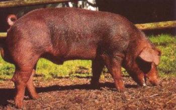 La raza de los cerdos Durok: fotos, videos y comentarios sobre el contenido.