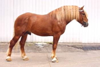 Какви породи коне се размножават в Нижни Новгород