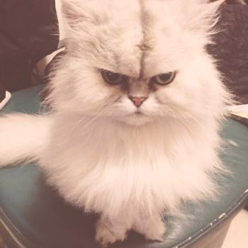 Персийска котка: снимка, описание на породата, характер, видео, цена