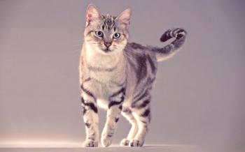 Gato de pelo corto americano (foto): Longevidad del gato
