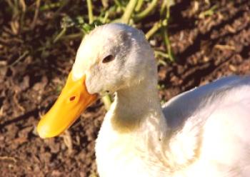 Duck Agidel: prednosti in opis pasme s fotografijo