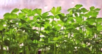 Копър на перваза на прозореца: отглеждане от семена, как да се засадят