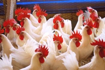 Bolezni piščancev pozimi, njihova preventiva in zdravljenje