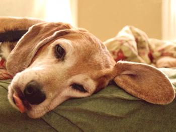 Otitis psov - vzroki nastanka, možni zapleti in načini zdravljenja