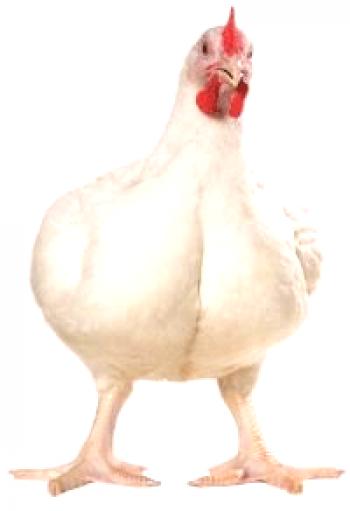Cómo cultivar pollos de engorde caseros: video
