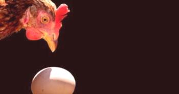 Kaj storiti, če piščanec nosi jajca brez lupine