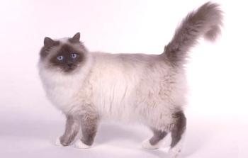 Dolgoročne mačke: imena pasem s fotografijami in opisi, nega