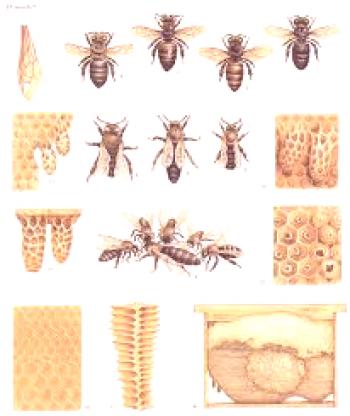 Individuos de la familia de las abejas, el papel del útero, abejas y drones que trabajan.
