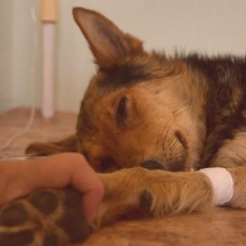 Kuga psov: preprečevanje, simptomi in zdravljenje