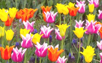 Cuidado de los tulipanes