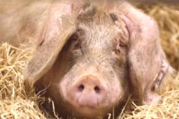 Fiebre porcina: síntomas y tratamiento efectivo.