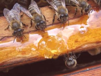 Ali je mogoče hraniti čebele s starim medom: značilnosti prehrane