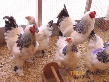 Pollos Brama: raza, reglas de cría y reglas de cría.