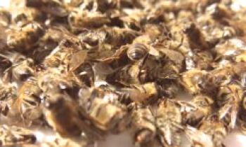 Podmor de abeja: recetas para uniones.